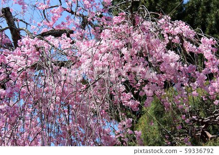 Weeping cherry tree of Kongo-ji with a full of petals of pink (1) Weeping cherry tree of Kongo-ji with a full of petals of pink (1) 59336792