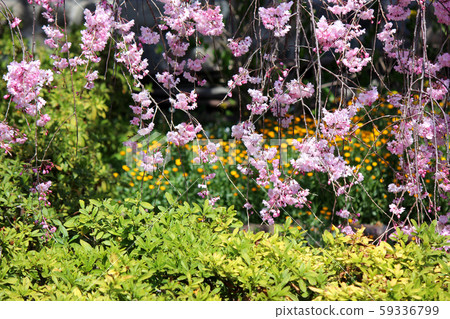 Spring of Kongo-ji Temple in the bright sunlight (2) Spring of Kongo-ji Temple in the bright sunlight (2) 59336799