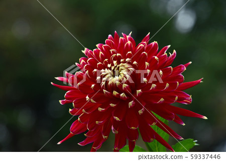 大麗花花 59337446