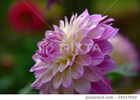 Dahlia flower 59337450