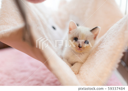 Kitten 4 weeks old Protective cat hammock 59337484