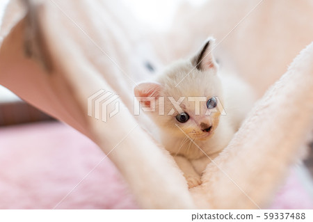 小貓4週齡防護貓吊床 小貓4週齡防護貓吊床 59337488