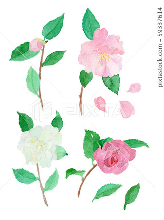 Camellia sasanqua Sasanka 59337614