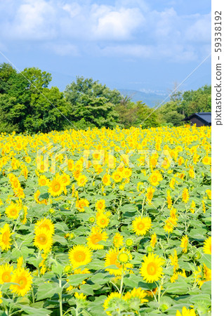 Sunflower (Akeno Sunflower Field) 59338192