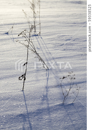 nature and plants 59338525