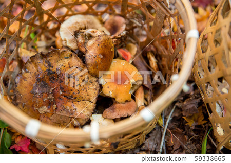 Natural mushrooms Natural mushrooms 59338665