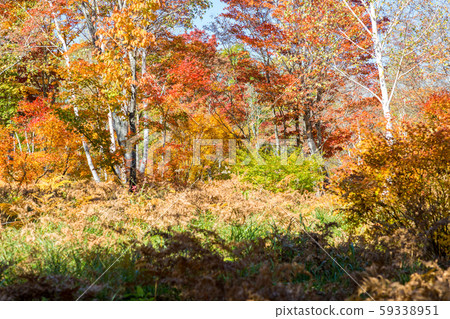 秋葉狩獵 59338951