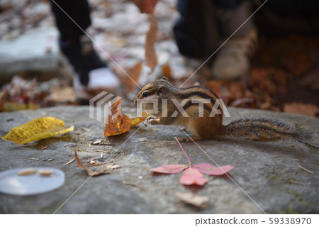 Odaesan Woljeongsa Fir Forest Path Squirrel, Points of Interest, Way to Walk, Jinbu-myeon, Pyeongchang-gun, Gangwon-do Odaesan Woljeongsa Fir Forest Path Squirrel, Points of Interest, Way to Walk, Jinbu-myeon, Pyeongchang-gun, Gangwon-do 59338970