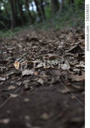 Fallen leaves Fallen leaves 59339035