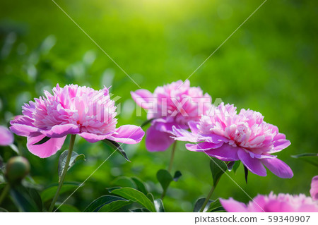 Pink peony flower close up 59340907