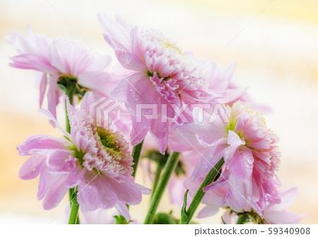 Wet chrysanthemum macro photo Wet chrysanthemum macro photo 59340908