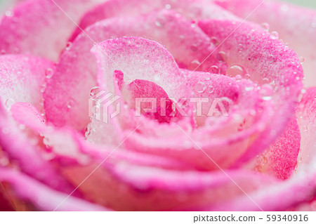 Pink rose flower in drops close up. 59340916