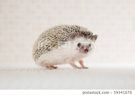 刺猬 刺猬 59341078