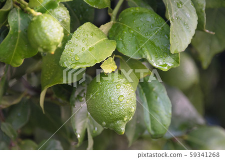 Ripening fruits lemon tree close up. Fresh green 59341268