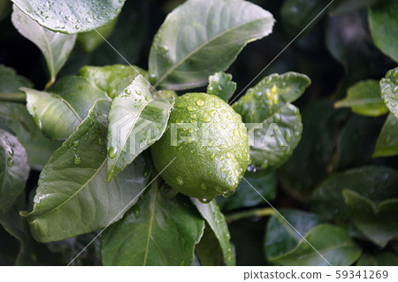 Ripening fruits lemon tree close up. Fresh green 59341269