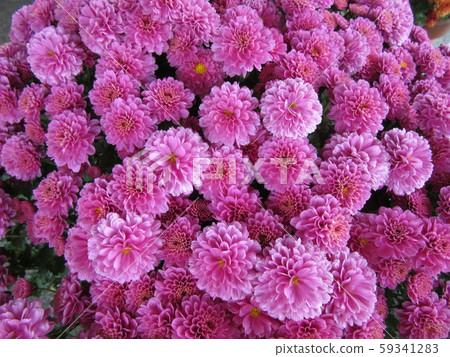 Pot mum pink CANDELA TIERRA spray chrysanthemum 59341283