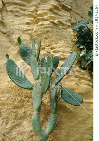 prickly pear in a garden prickly pear in a garden 59341367