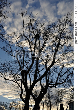silhouettes of trees silhouettes of trees 59341368