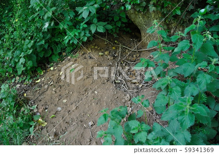burrow entrance of a badger burrow entrance of a badger 59341369