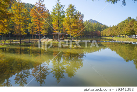 Lake Metasequoia by the Red Leaves 59341398