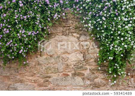 Plumbaginaceae flowers on a background of stone Plumbaginaceae flowers on a background of stone 59341489