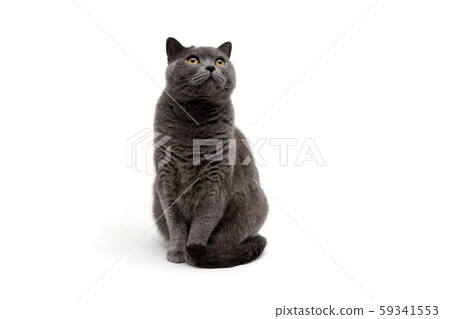 cat isolated on a white background 59341553