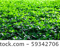 fresh green grass texture background 59342706
