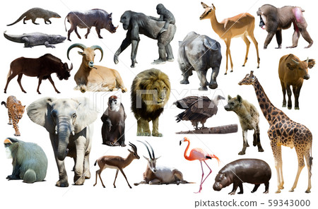 Birds, mammal and other animals of Africa isolated 59343000