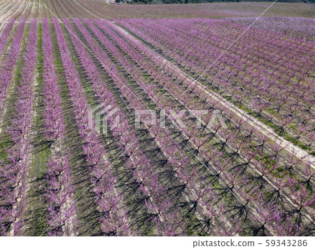 Plantation of blossoming peach trees Plantation of blossoming peach trees 59343286