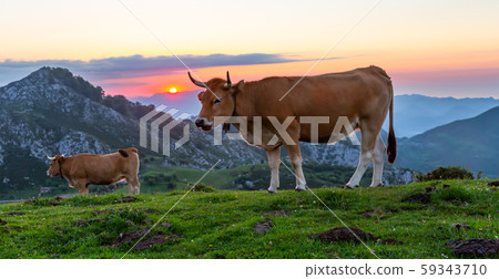 Highland pastures of Covadonga at sunset Highland pastures of Covadonga at sunset 59343710