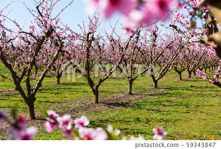 Peach orchard in blossom Peach orchard in blossom 59343847