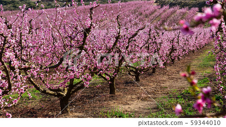 Blooming peach trees in the fields over blue sky in spring 59344010