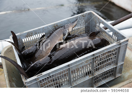Plastic crate with sturgeon on fish farm 59344038