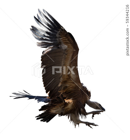 Griffon vulture in flight Griffon vulture in flight 59344216