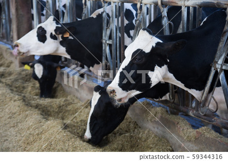 Cows eating hay on farm Cows eating hay on farm 59344316