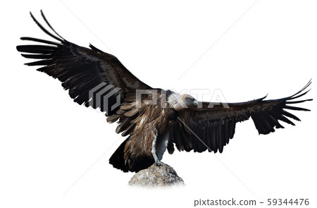 Griffon vulture on stone on white background Griffon vulture on stone on white background 59344476