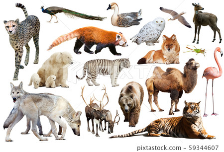 asia animals isolated - Stock Photo [59344607] - PIXTA