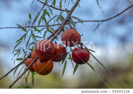 Time of harvest Time of harvest 59345126