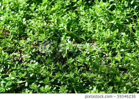 Brammi or Bacopa monnieri Wettst Brammi or Bacopa monnieri Wettst 59346236