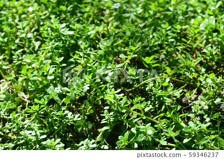 Brammi or Bacopa monnieri Wettst Brammi or Bacopa monnieri Wettst 59346237
