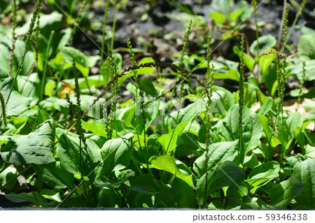 Common plantain, Greater plantain, Waybread or Common plantain, Greater plantain, Waybread or 59346238