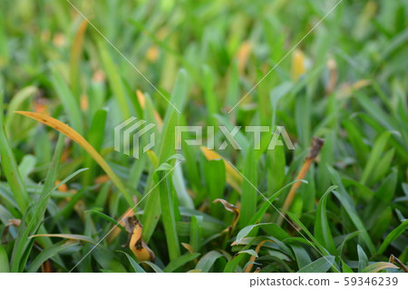 Angel Grass or Murdannia loriformis (Hassk.) Angel Grass or Murdannia loriformis (Hassk.) 59346239