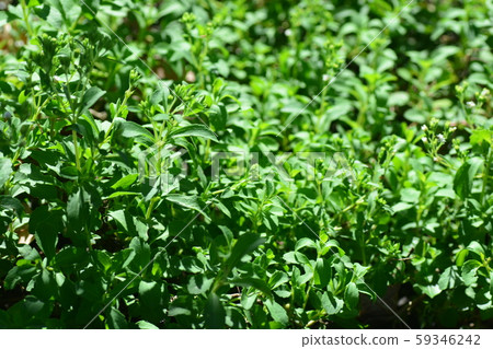 Stevia rebaudiana Bertoni Stevia rebaudiana Bertoni 59346242