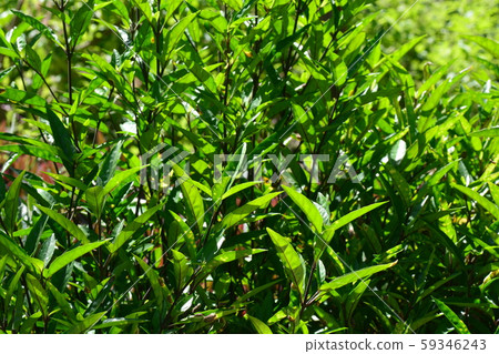 Justicia gendarussa, commonly known as 59346243