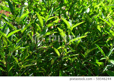 Justicia gendarussa, commonly known as Justicia gendarussa, commonly known as 59346244