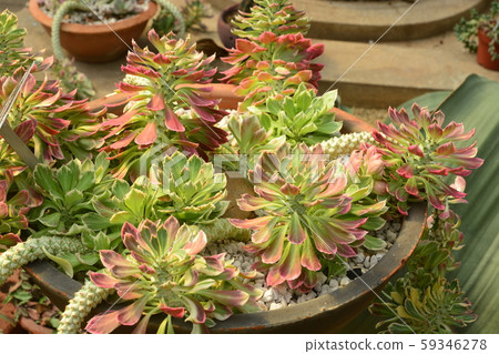 Monadenium lugardiae is a succulent growing 59346278