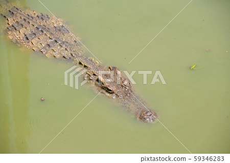 crocodile floating in water crocodile floating in water 59346283