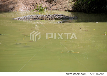 crocodile floating in water crocodile floating in water 59346284