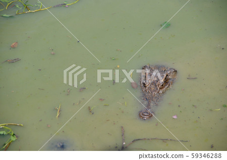 crocodile floating in water crocodile floating in water 59346288