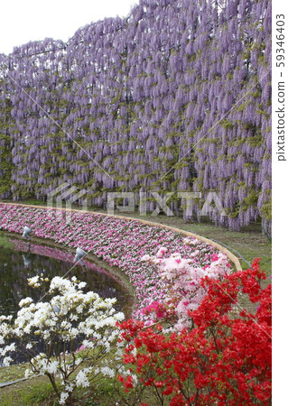 足利花公園紫藤花 59346403